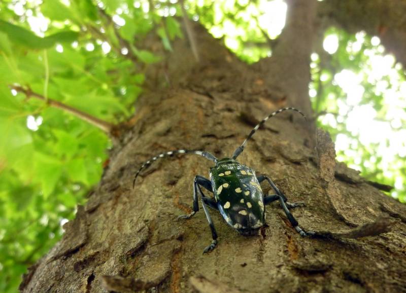 Come curare le punture di scleroderma domesticum