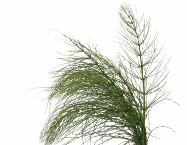 Silicio Organico