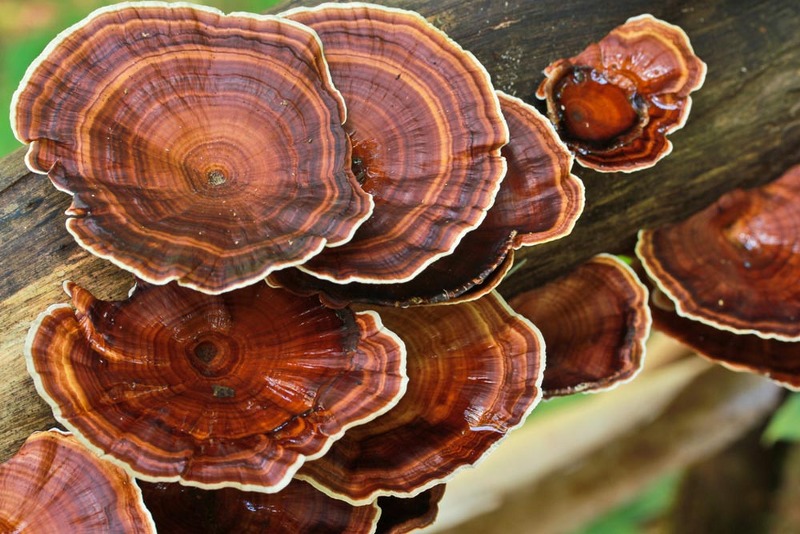 Ganoderma Lucidum: Cos’è il Fungo Reishi, Proprietà Benefiche e Prodotti