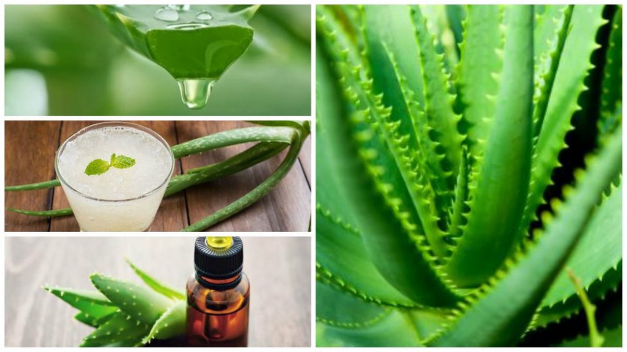 Proprietà e uso dell’aloe vera