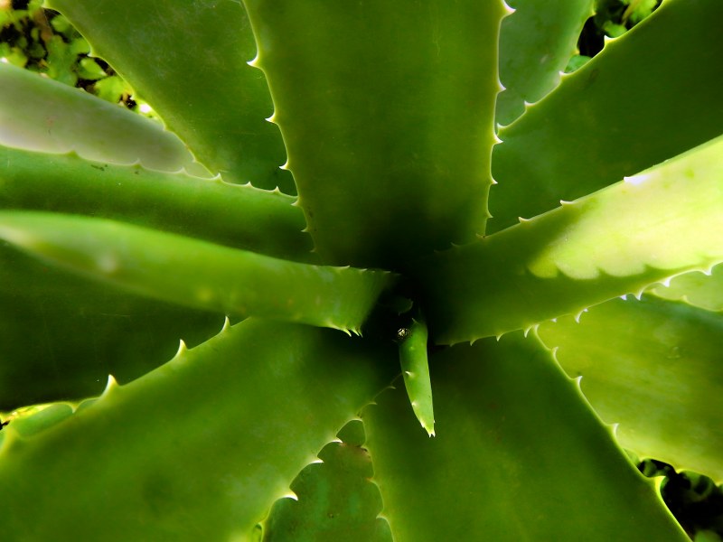 Tutti gli effetti benefici dell’Aloe vera