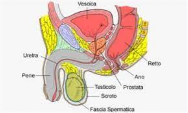 Sistema riproduttivo maschile, quali sono le fasi di invecchiamento?